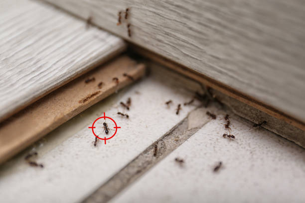 Trusted Manasquan, NJ Pest Control Experts